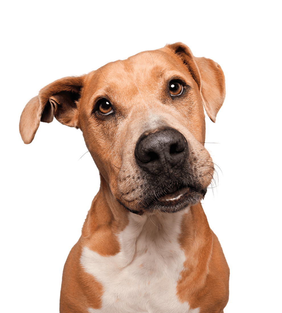 Veterinarians helping animals in need