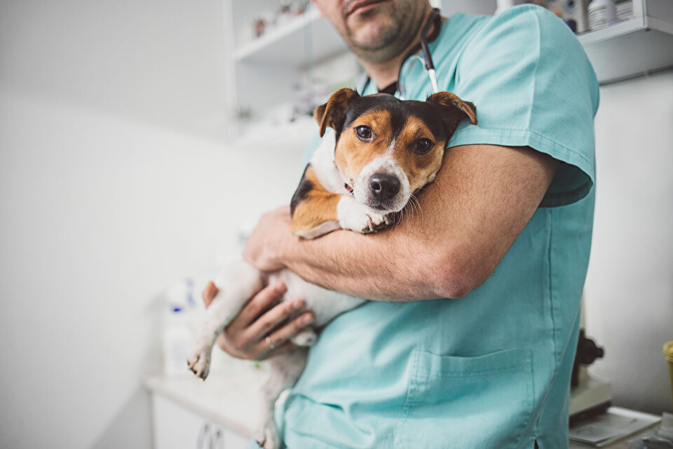 Waist up portrait of mature veterinarian smiling at young woman while examining white dog