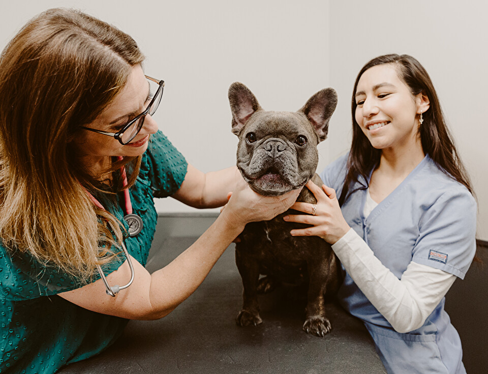 Veterinarios que ayudan a los animales necesitados