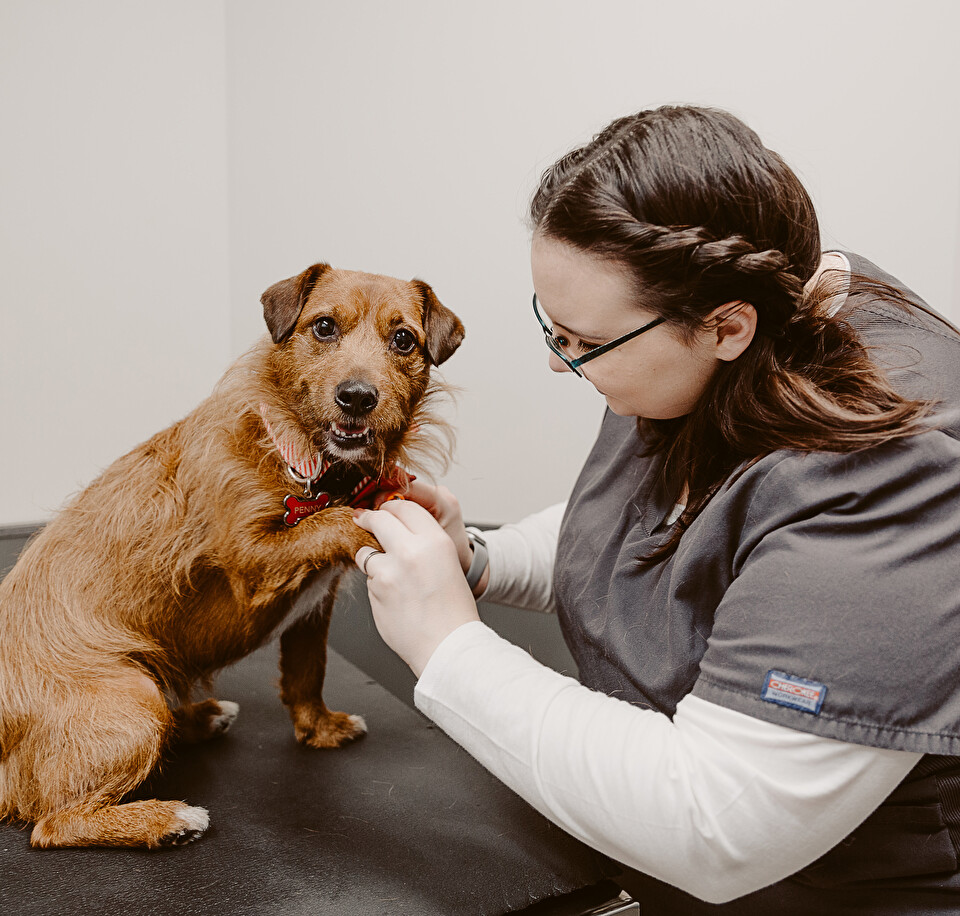 Veterinarians helping animals in need