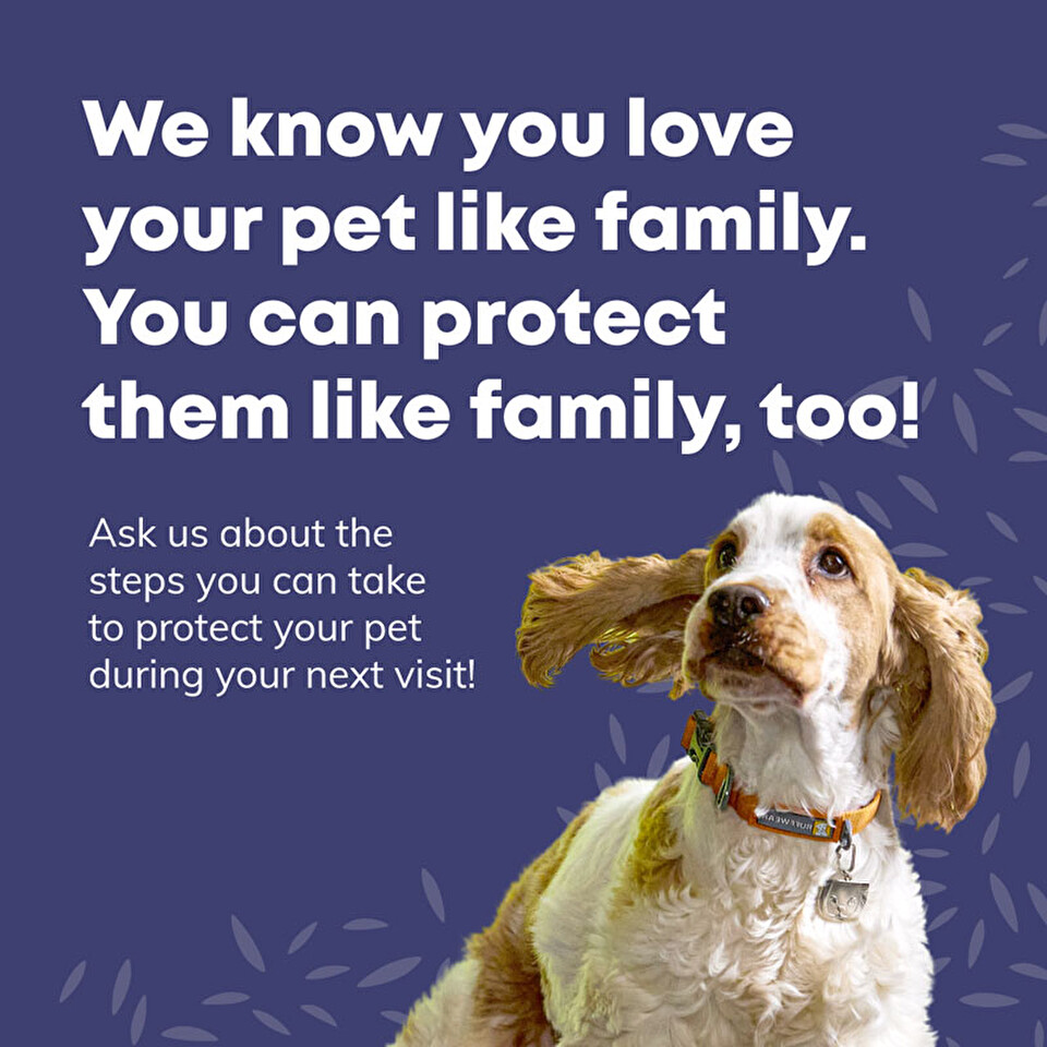 Promotional Language Flyer